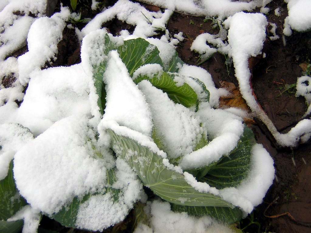 雪中的绿牡丹