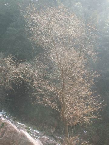 冬日阳光撒枯枝