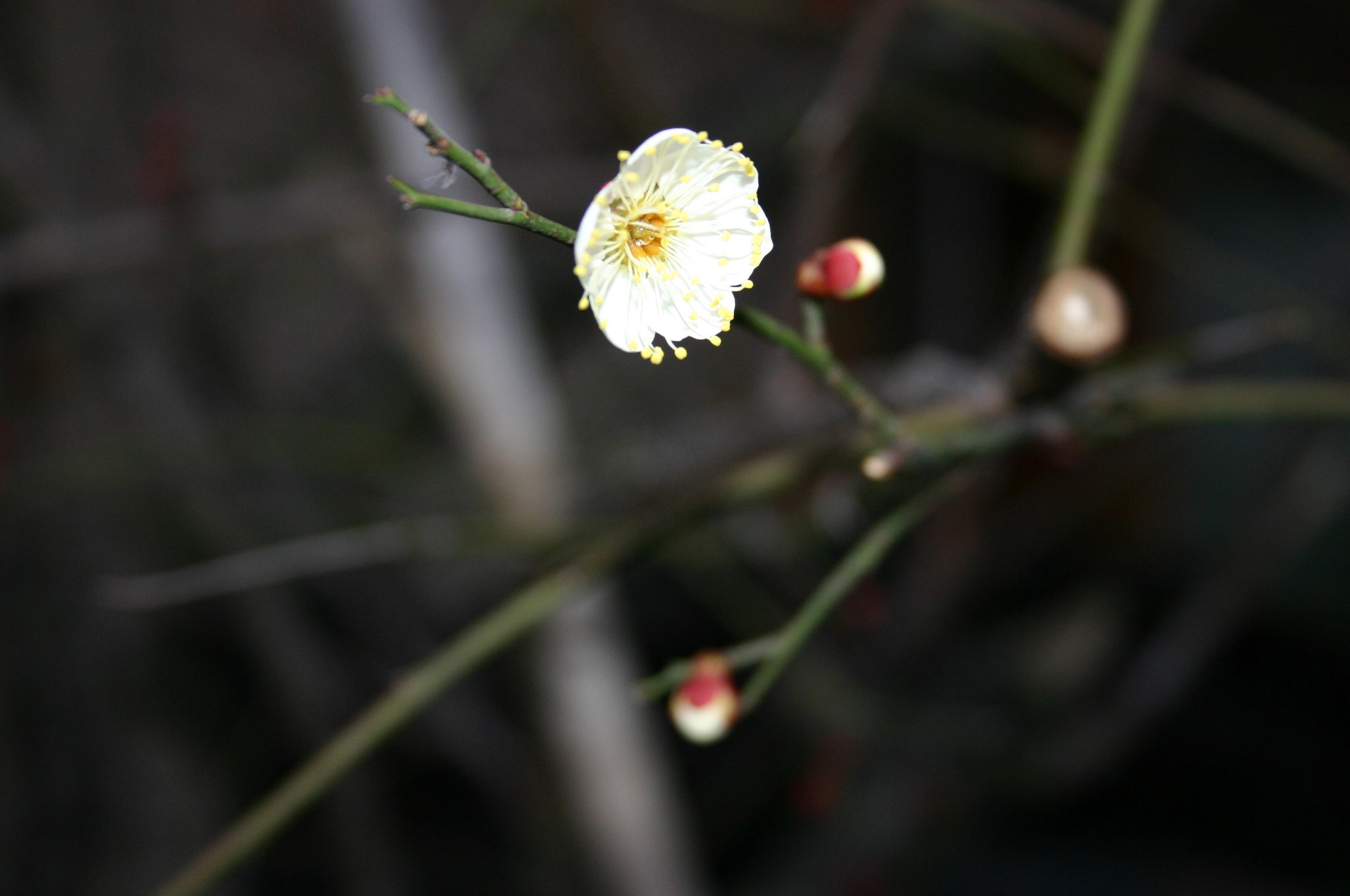 寒梅花开