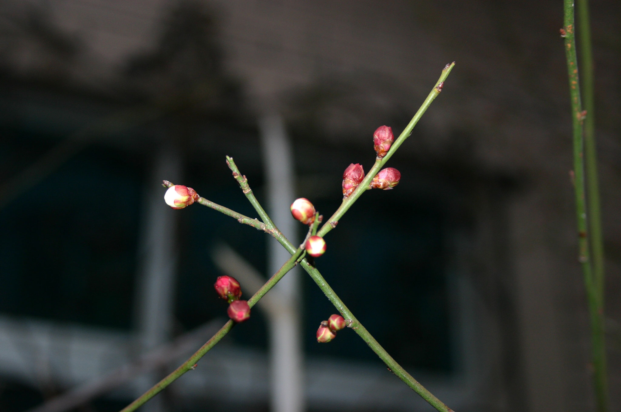 寒梅花开