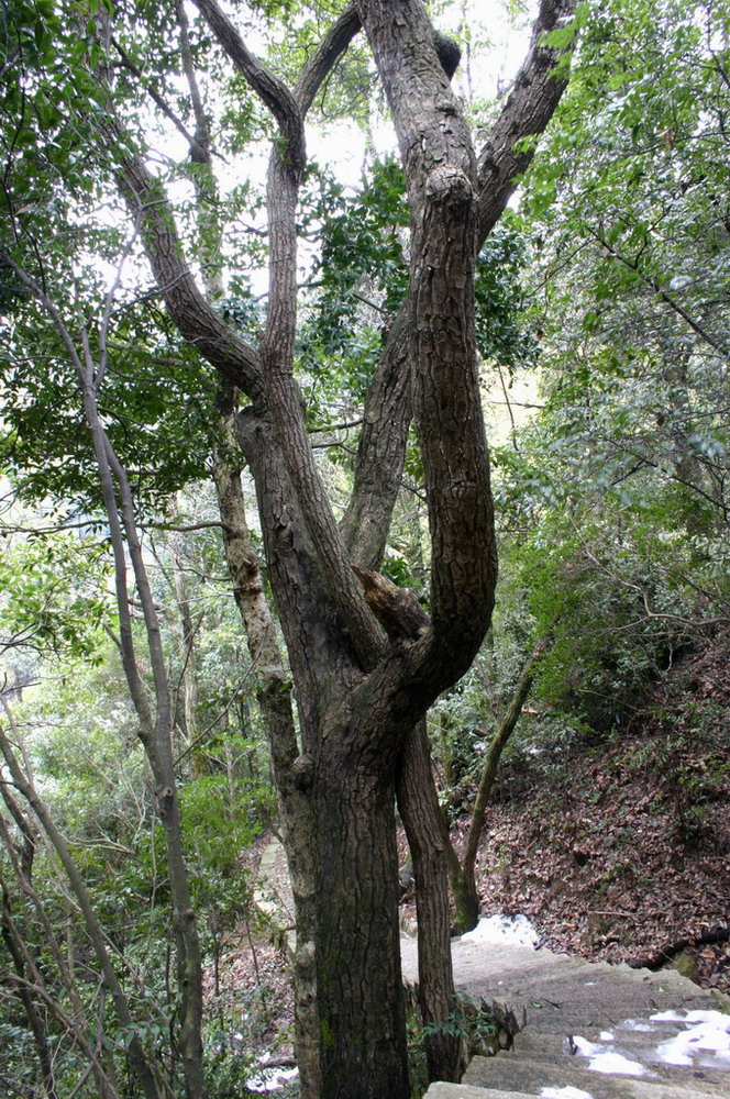小蜜傍大款