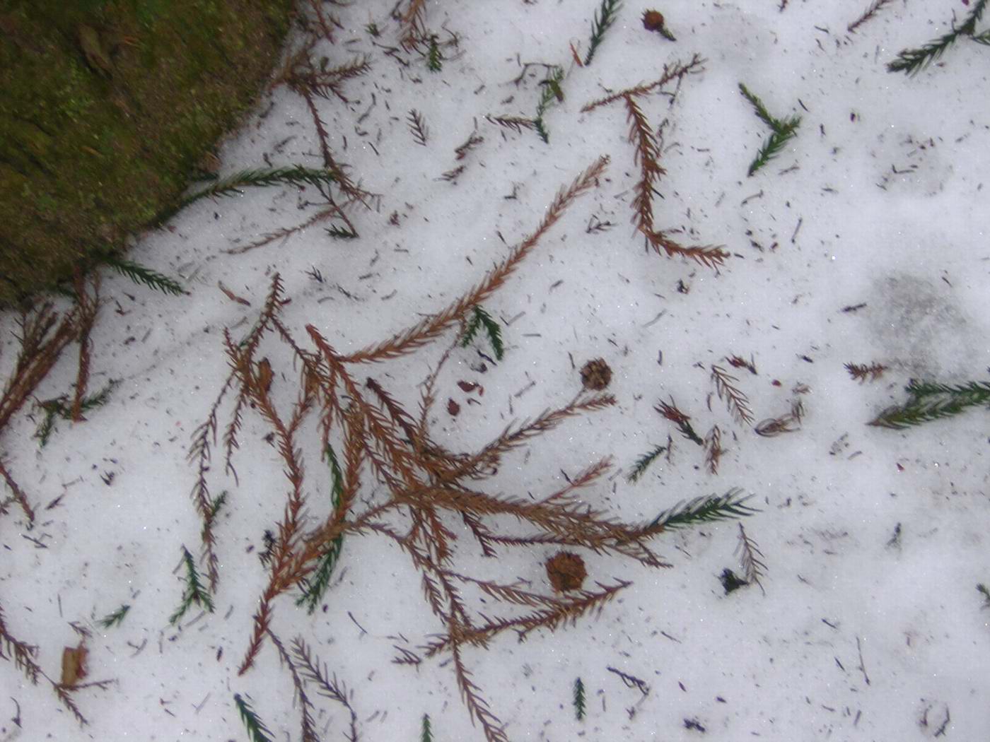 华顶的雪还没有融化!2005.1.8
