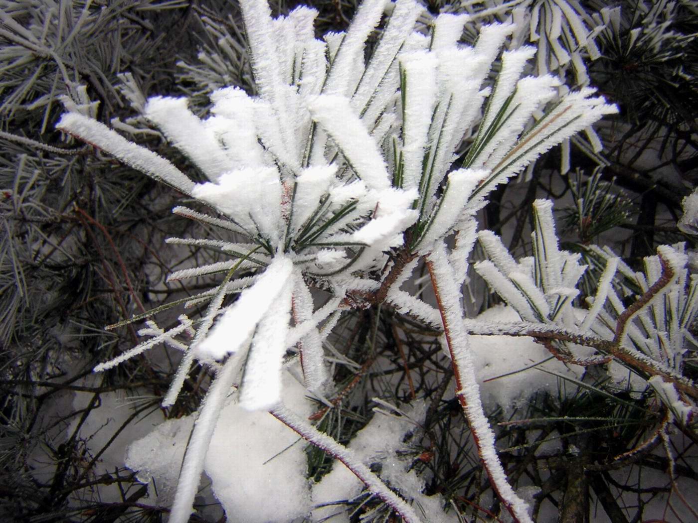 华顶的雪还没有融化!2005.1.8