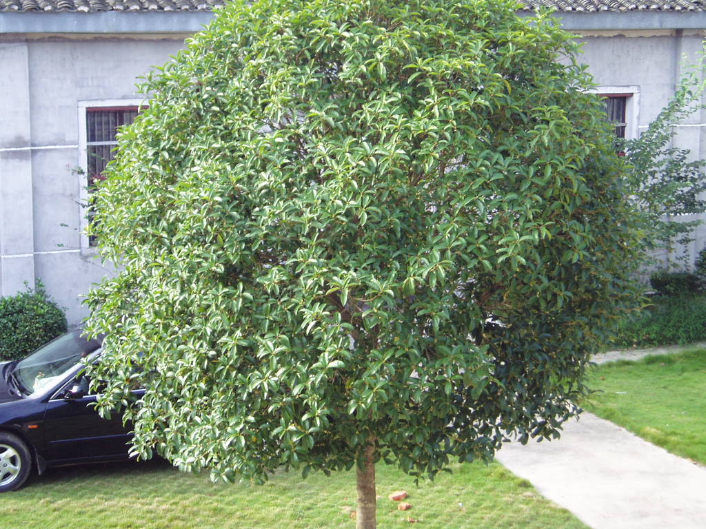 又是桂花飘香时