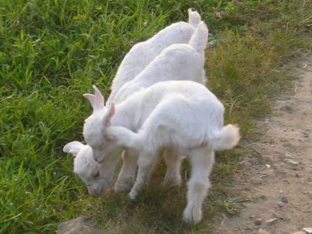 小白羊三胞胎