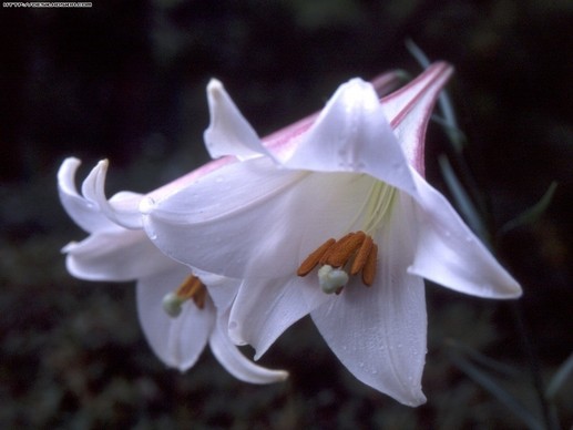 百合花儿开