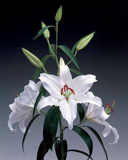 百合花儿开