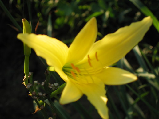 百合花儿开