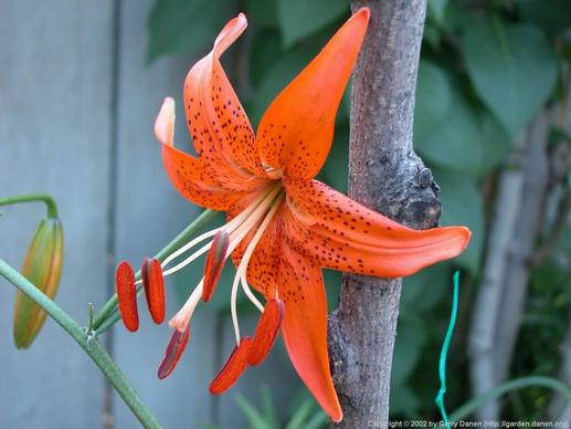 百合花儿开