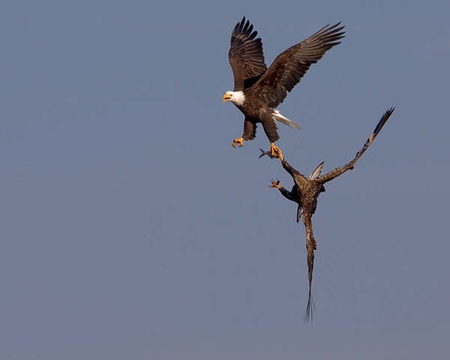 [分享]轉貼空中两鳥相争一條魚骛險镜头[白头翁与鷹