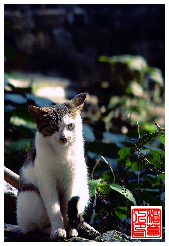 猫——(组图)