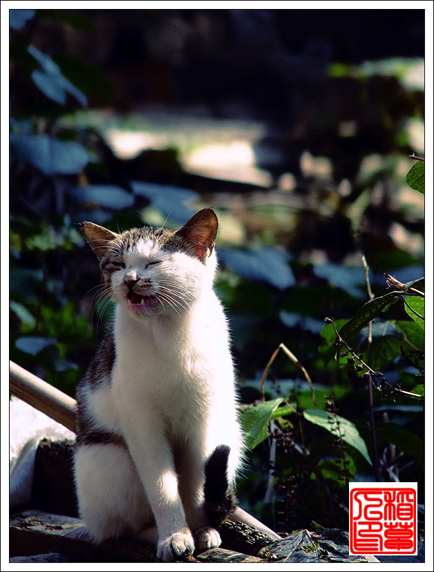 猫——(组图)