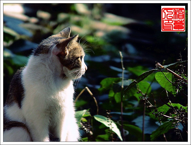 猫——(组图)