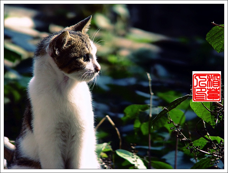 猫——(组图)