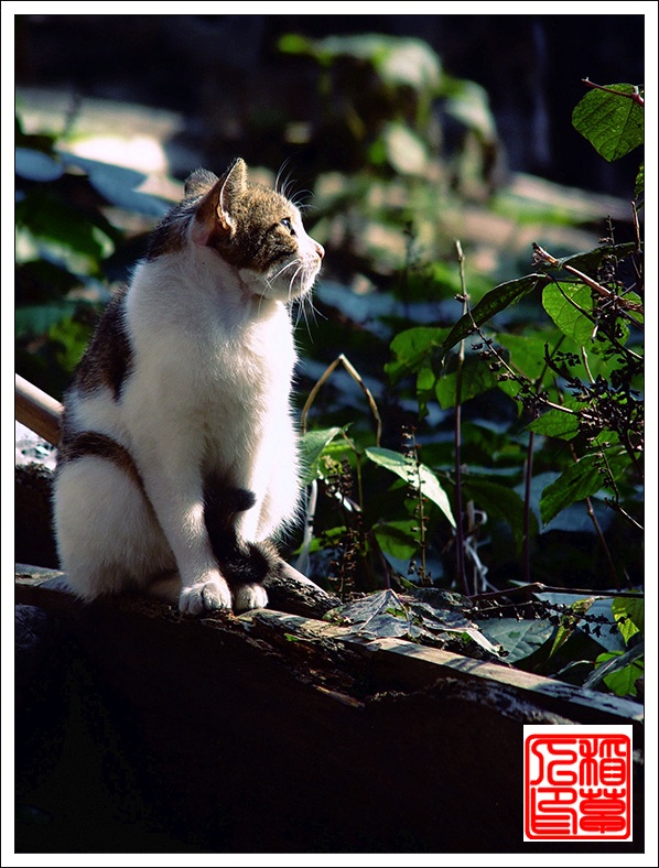 猫——(组图)