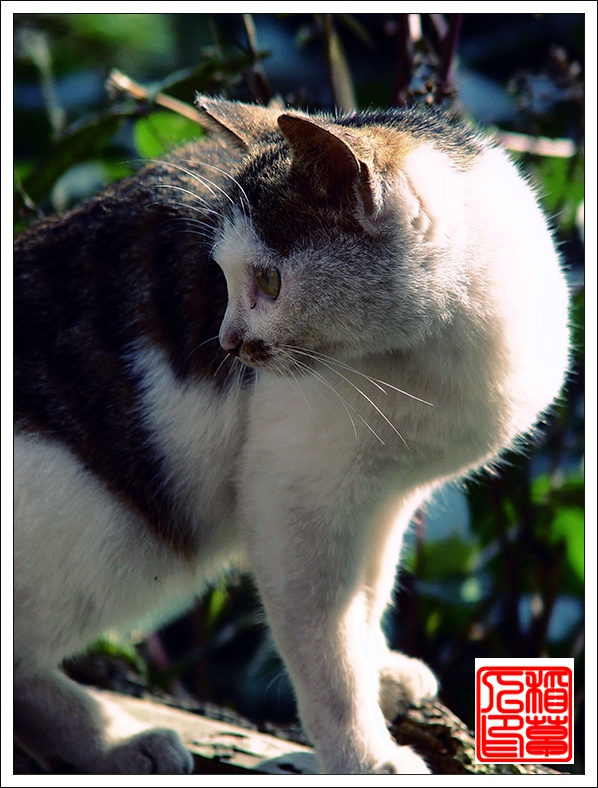 猫——(组图)