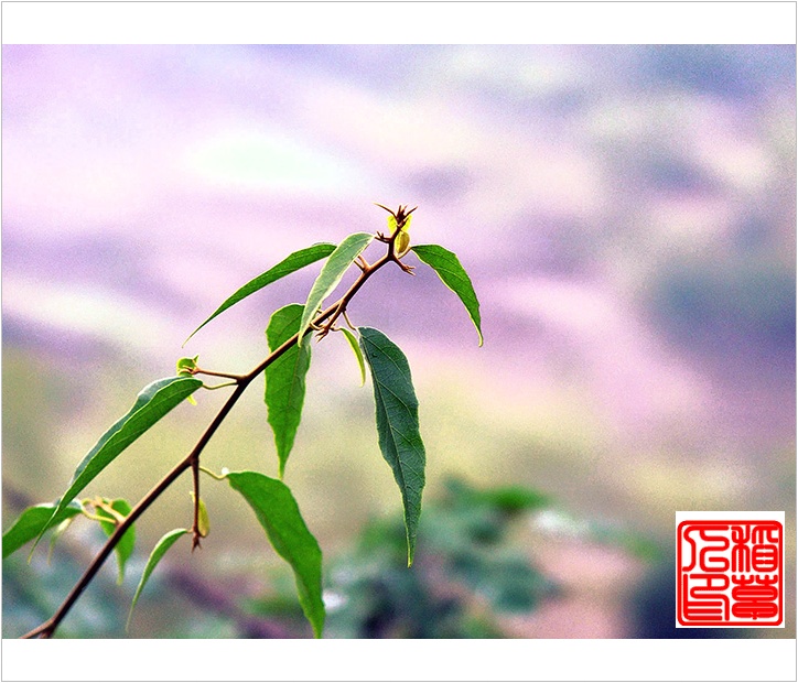 雨后(组图)