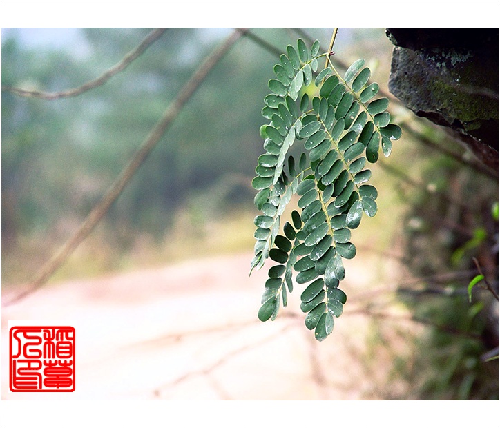 雨后(组图)