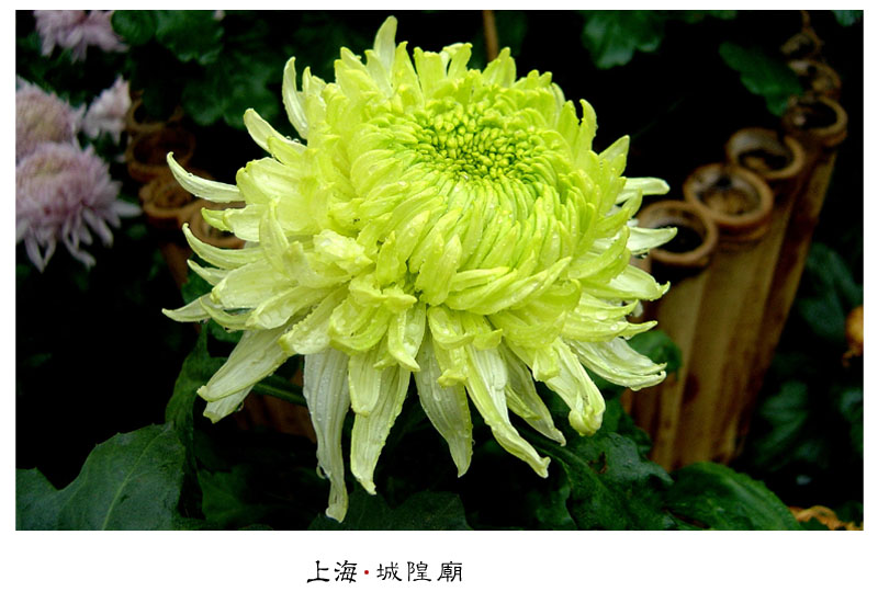 游上海