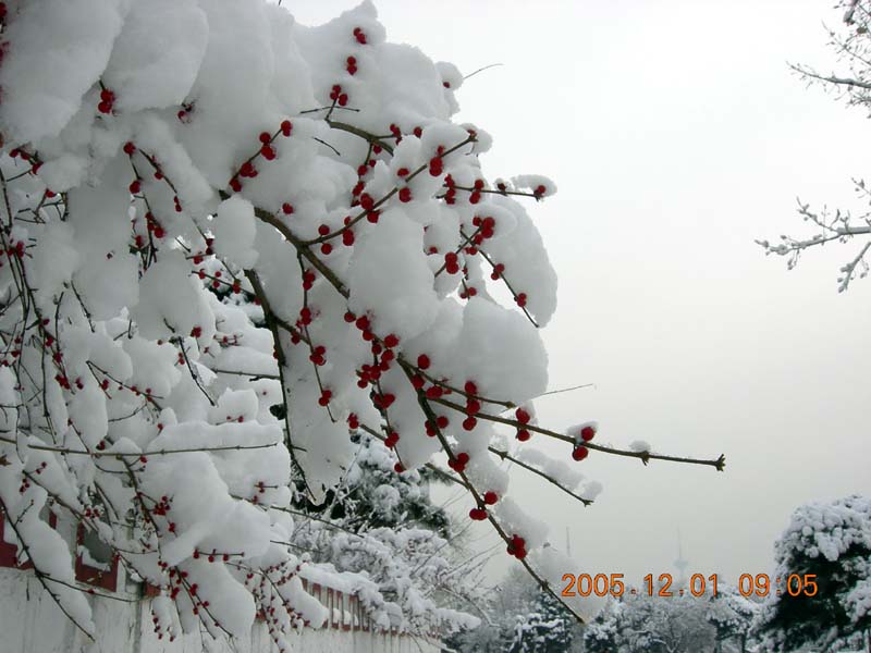 2005年的第一场雪