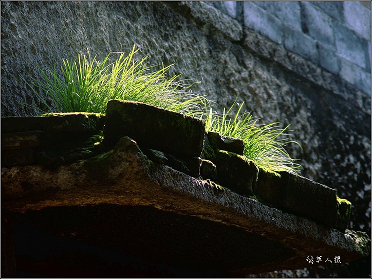 行走榧树村！