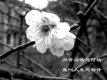 问世间情为何物
