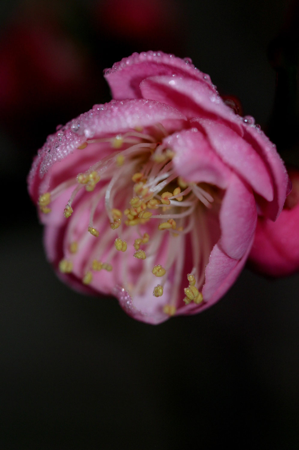 红梅花儿开