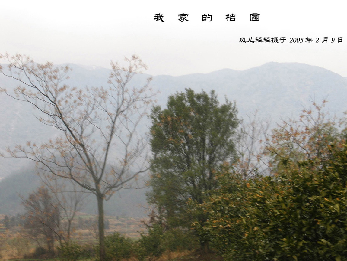 我家的桔园