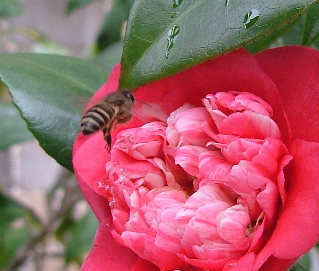 花-蜜蜂