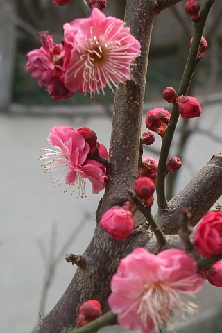 送君一枝梅