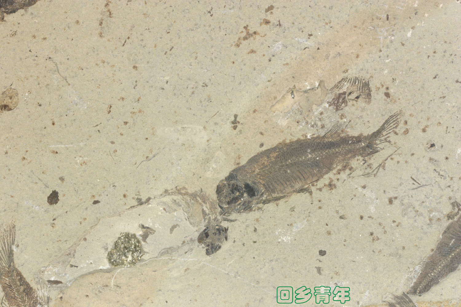 鱼儿的故事