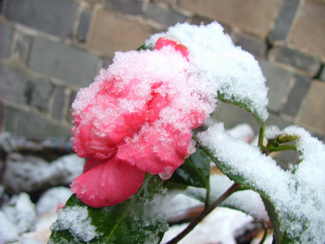 雪中花\妩媚啊