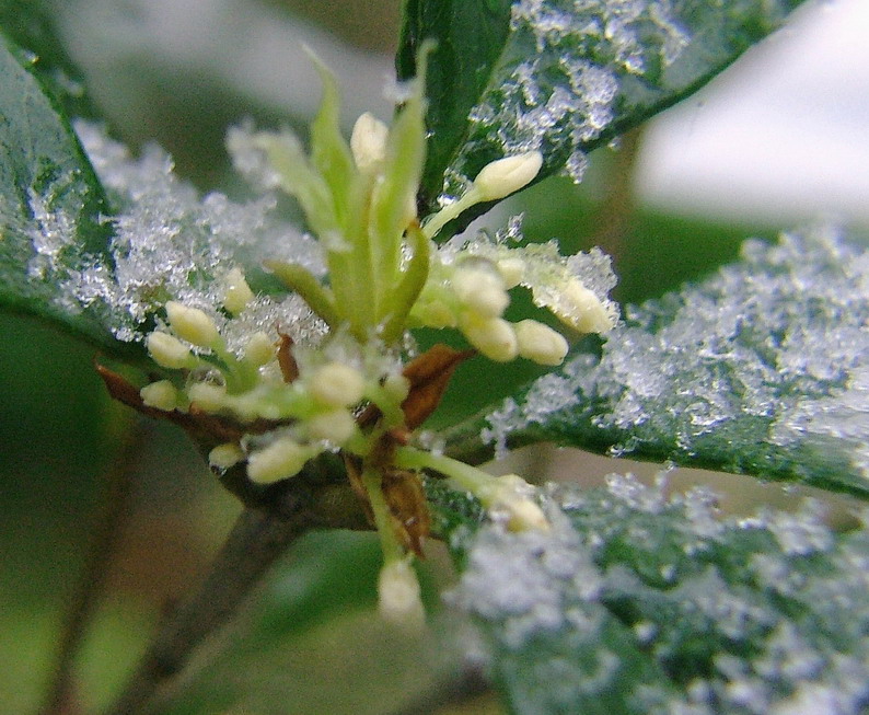 雪中花\妩媚啊
