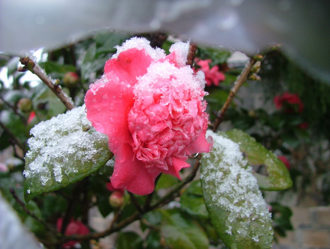 雪中花\妩媚啊