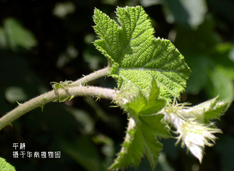 广州植物园