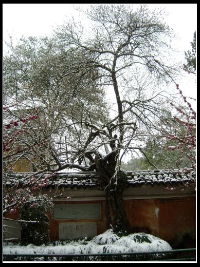 [分享]乱拍在春雪皑皑处!