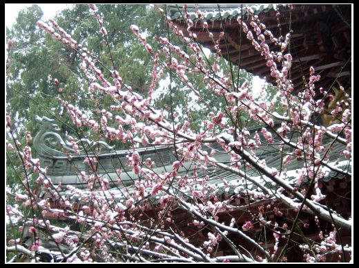 [分享]乱拍在春雪皑皑处!