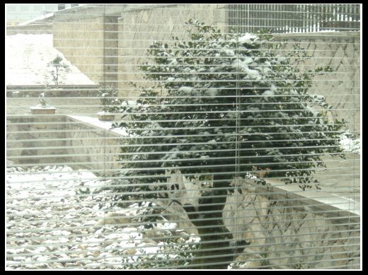 [分享]乱拍在春雪皑皑处!