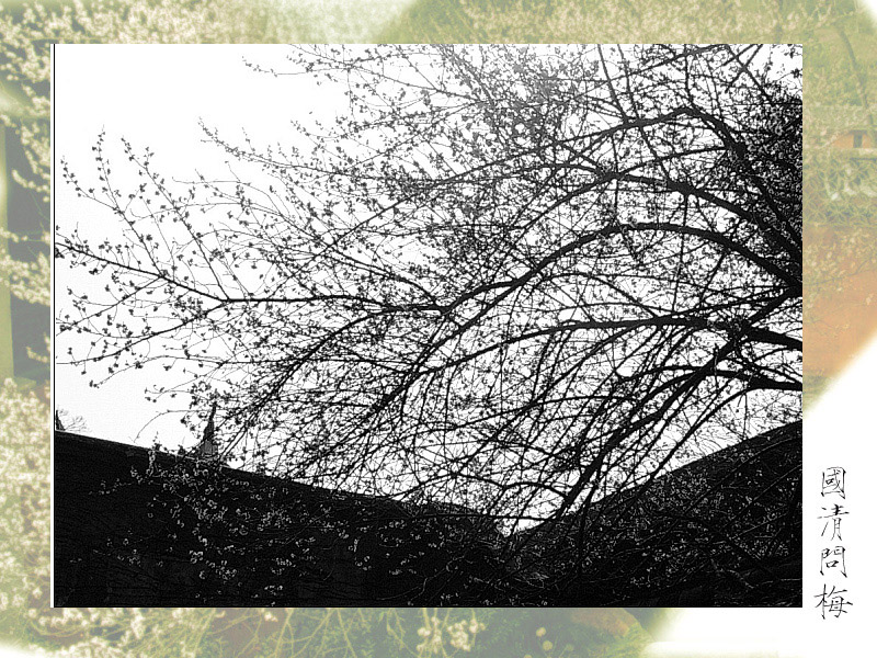 [原创]国清问梅