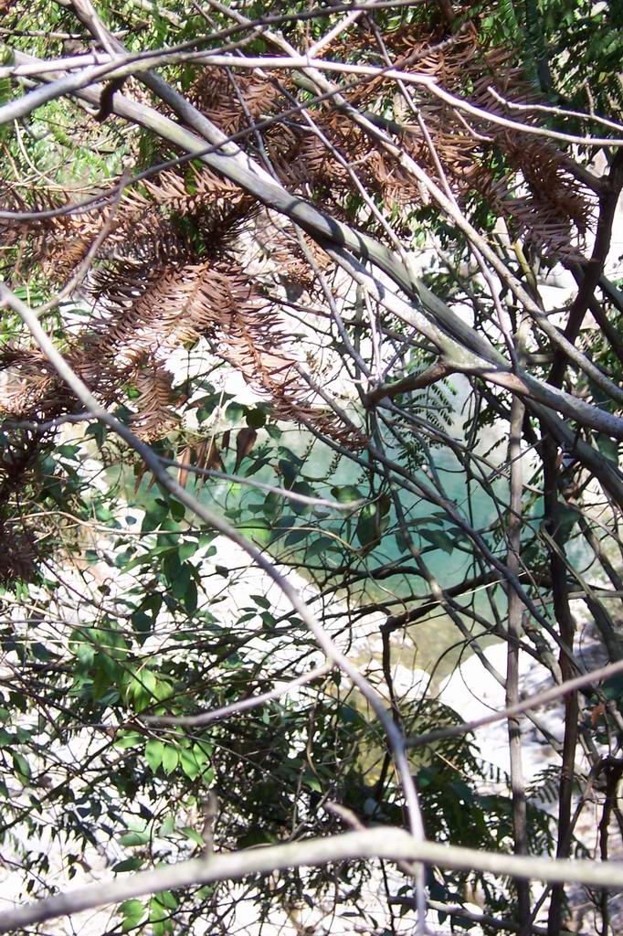 绿水荧荧