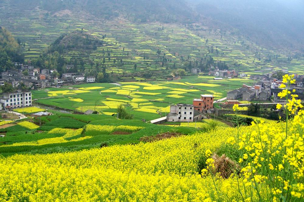[原创]南山的油菜花