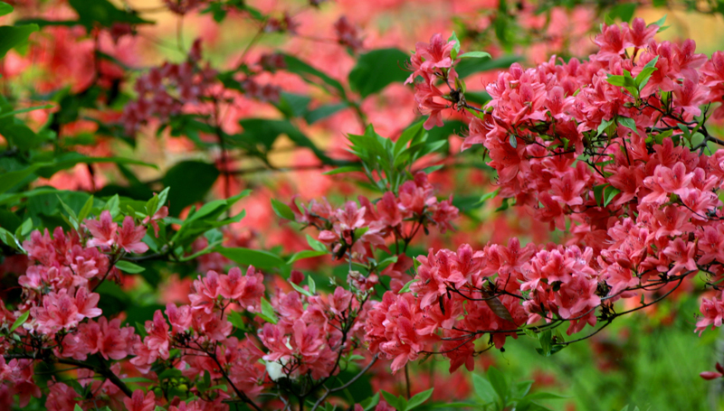 繁花似锦