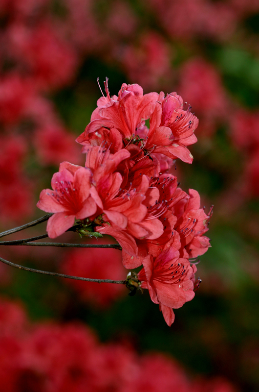 繁花似锦