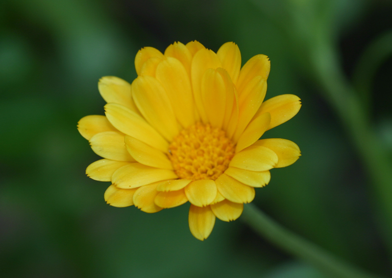 繁花似锦
