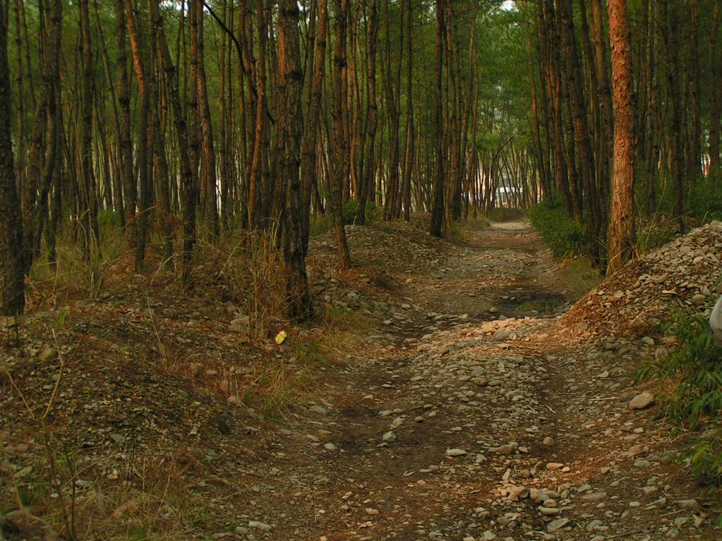 学习片，龙山的森林
