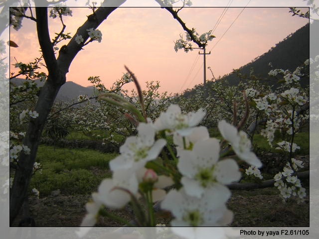 一路日暮梨花