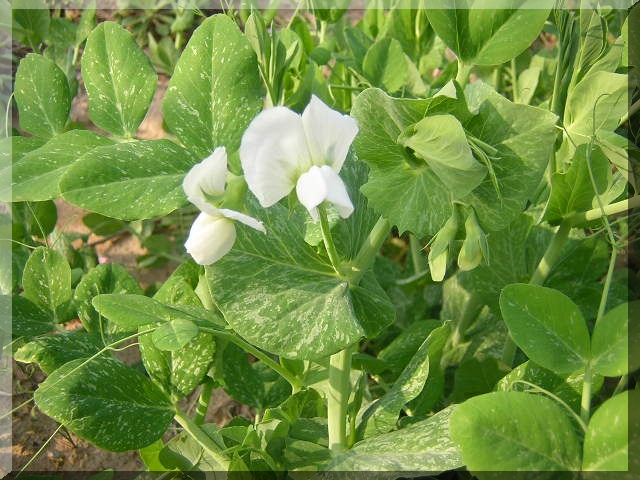 番外篇:野花丛丛