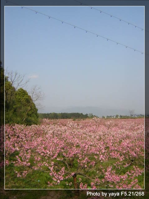择春而赏之