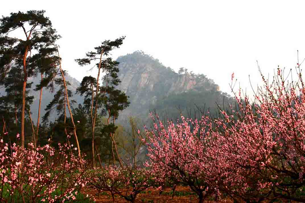 桃花依旧笑春风，人面不知何去处
