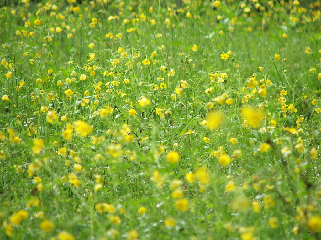 5月5-6日华顶PP